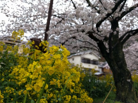 f:id:A-Z:20170412211429j:image