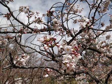 f:id:A-Z:20190405214947j:image