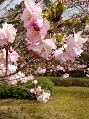 f:id:A-Z:20190410200547j:image f:id:A-Z:20190410200547j:image