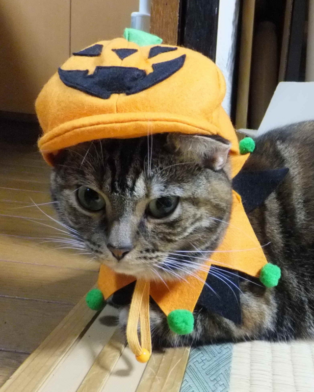 f:id:A-chi-family:20121003235203j:image:w360