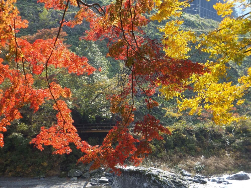 f:id:A-chi-family:20131116223538j:image:w360