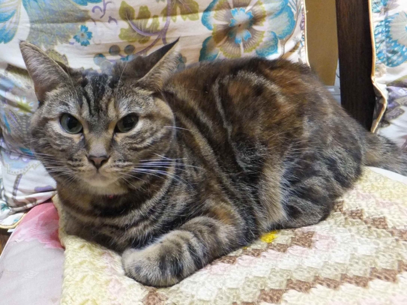 f:id:A-chi-family:20140228012742j:image:w360