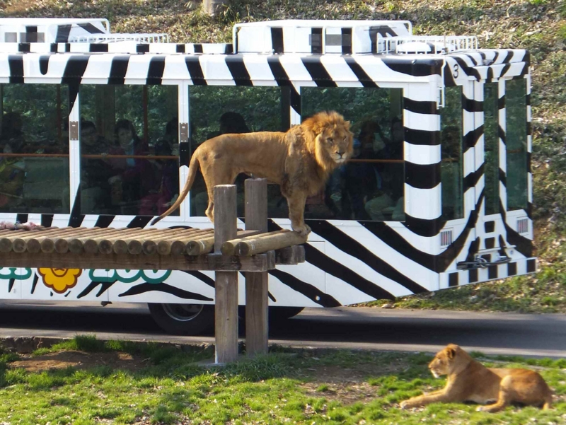 f:id:A-chi-family:20140312000825j:image:w360 f:id:A-chi-family:20140312000825j:image:w360