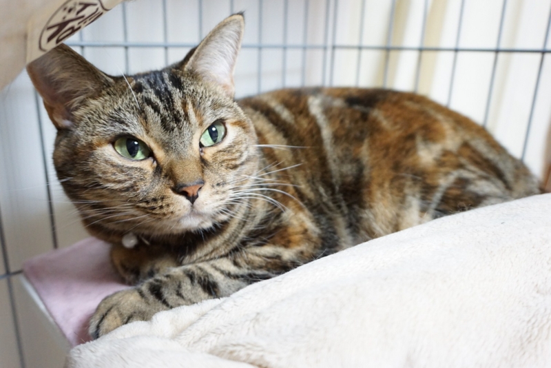 f:id:A-chi-family:20141103024506j:image:w420