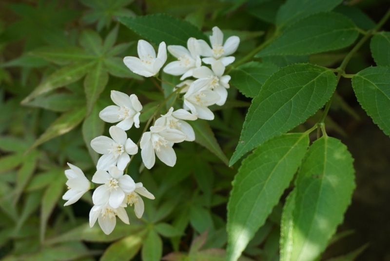 f:id:A-chi-family:20150503020445j:image:w450