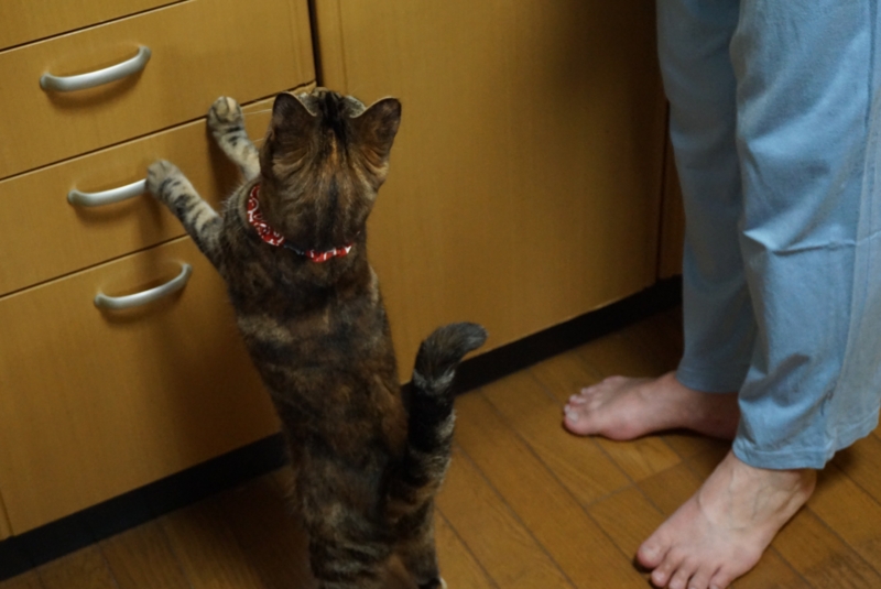 f:id:A-chi-family:20150516014432j:image:w450