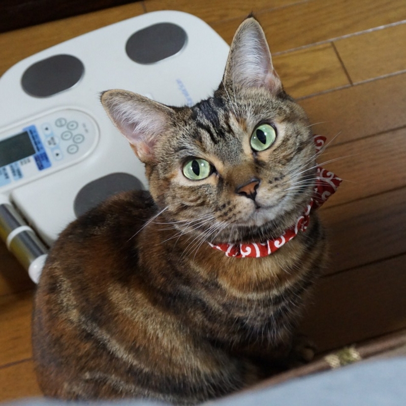 f:id:A-chi-family:20150715015901j:image:w470