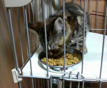 f:id:A-chi:20110511194300j:image