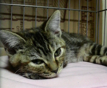 f:id:A-chi:20110513013800j:image