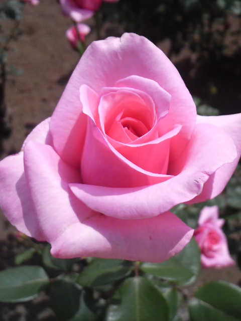 f:id:A-chi:20110521132700j:image:w360