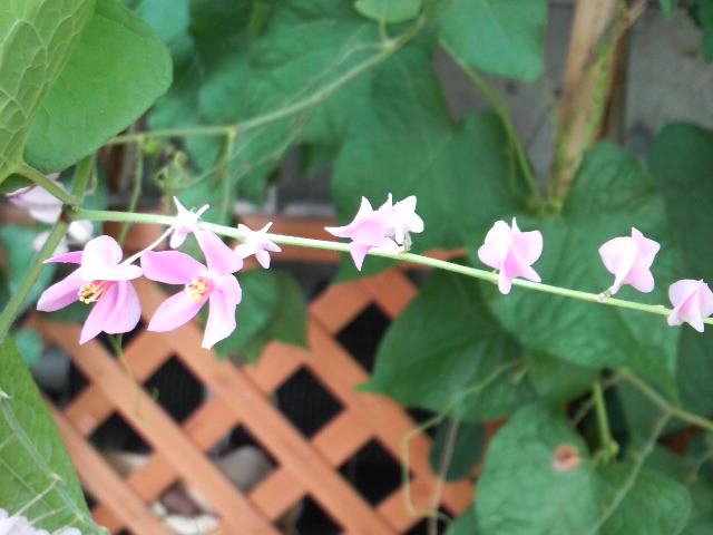 f:id:A-chi:20110521140000j:image:w360