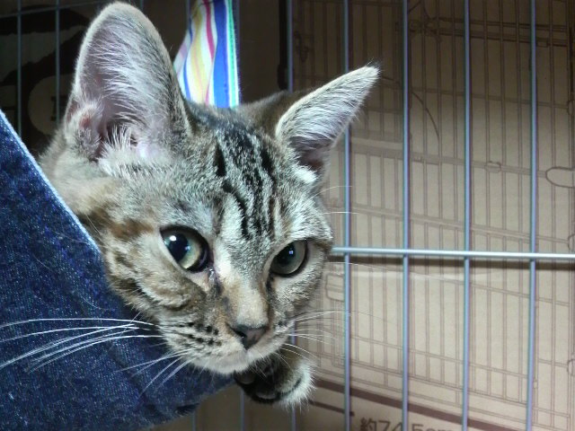 f:id:A-chi:20110606223947j:image:w360