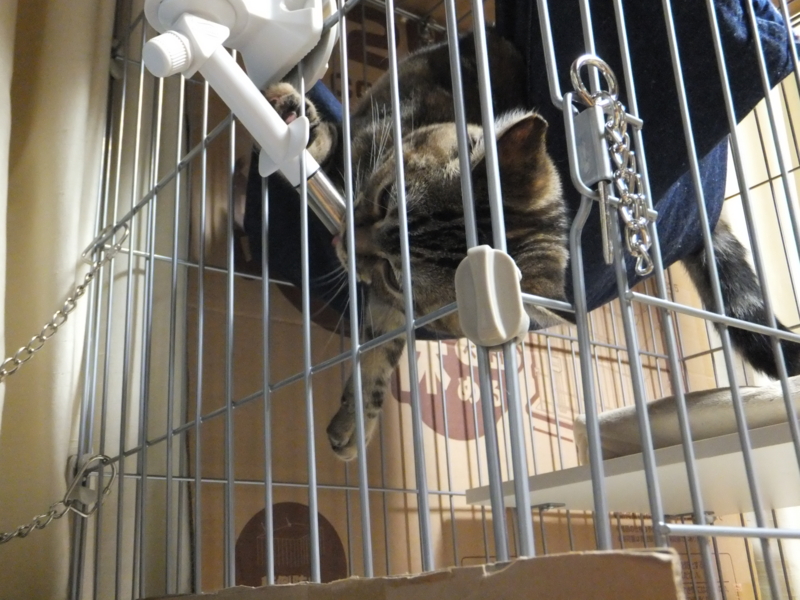 f:id:A-chi:20110620231542j:image:w360