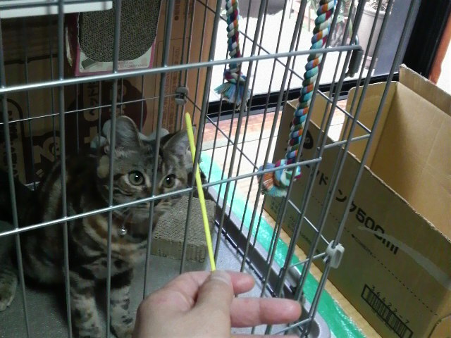 f:id:A-chi:20110701012612j:image:w360