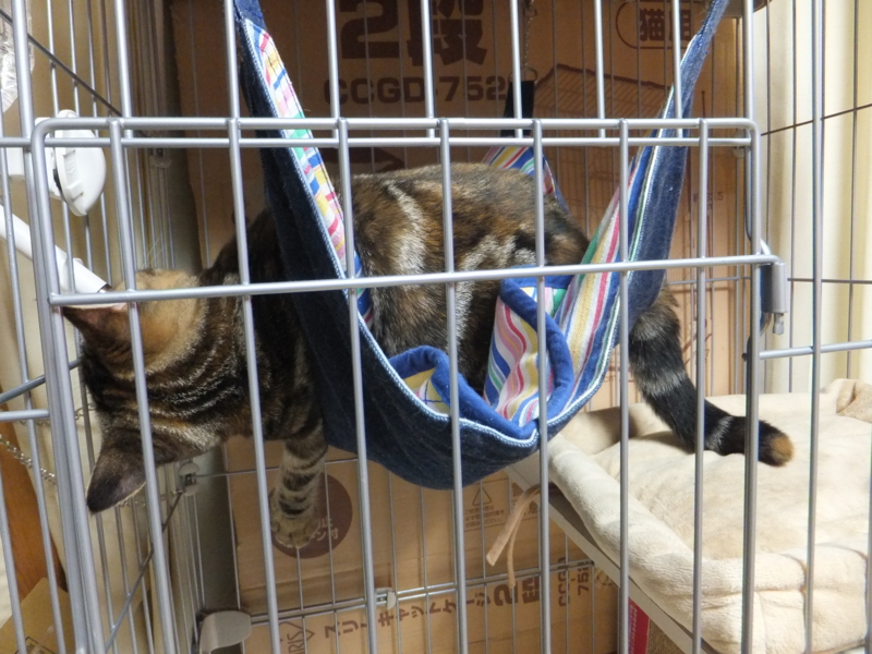 f:id:A-chi:20110702005808j:image:w360