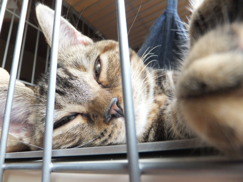 f:id:A-chi:20110704232651j:image:w360