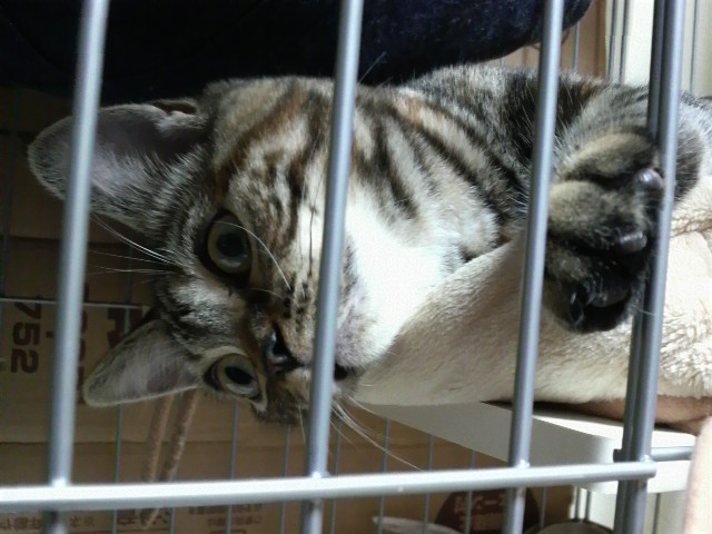 f:id:A-chi:20110715003611j:image:w360