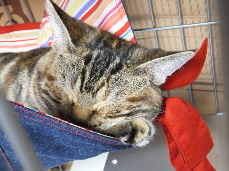 f:id:A-chi:20110814002447j:image:w360