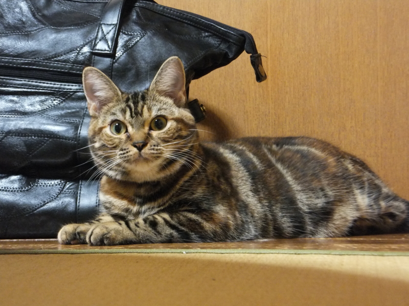 f:id:A-chi:20110905011341j:image:w360