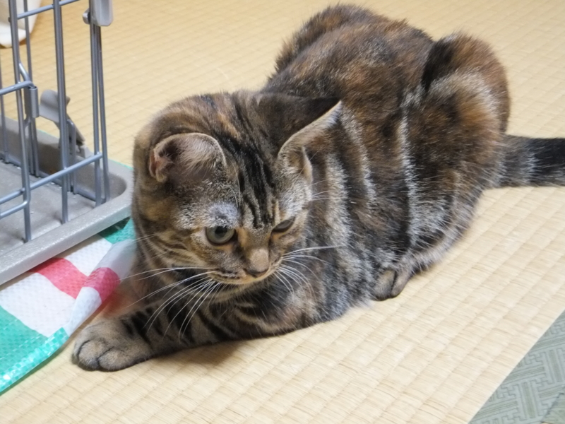 f:id:A-chi:20110917002423j:image:w360