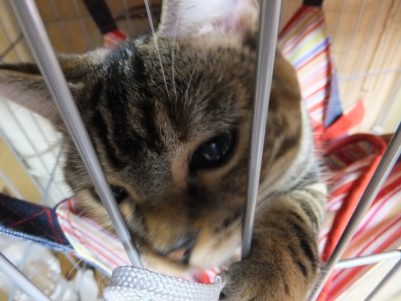 f:id:A-chi:20110921235813j:image:w360