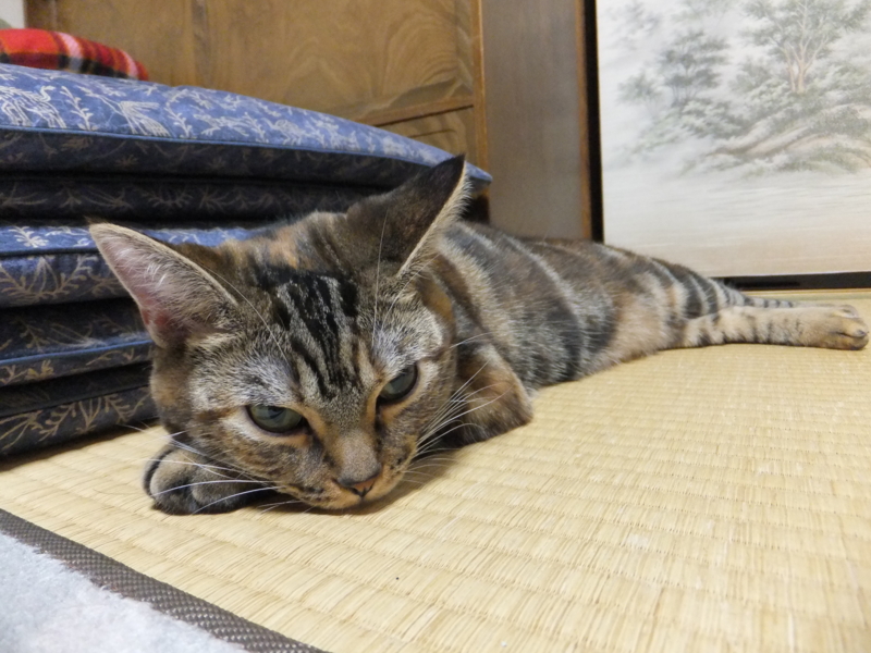 f:id:A-chi:20111105010315j:image:w360