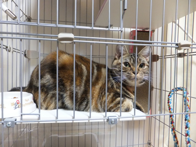 f:id:A-chi:20111107004420j:image:w360