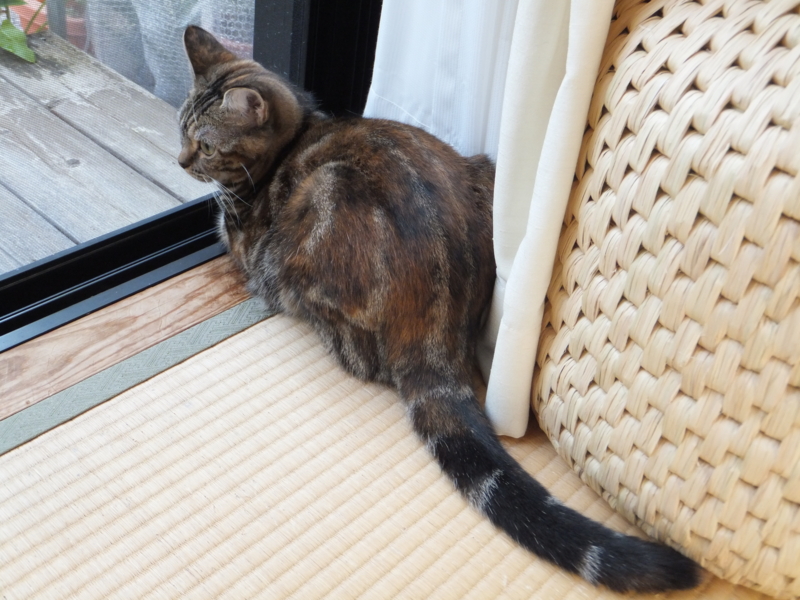 f:id:A-chi:20111113000546j:image:w360