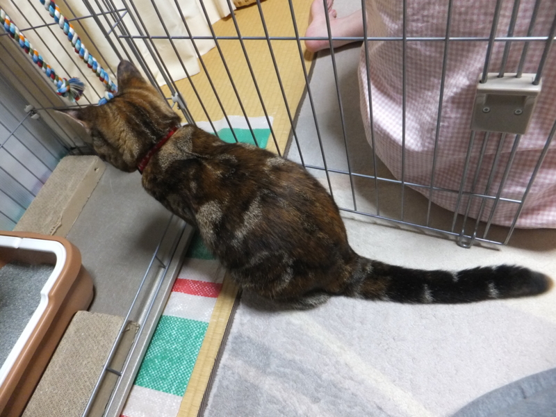 f:id:A-chi:20111114000835j:image:w360