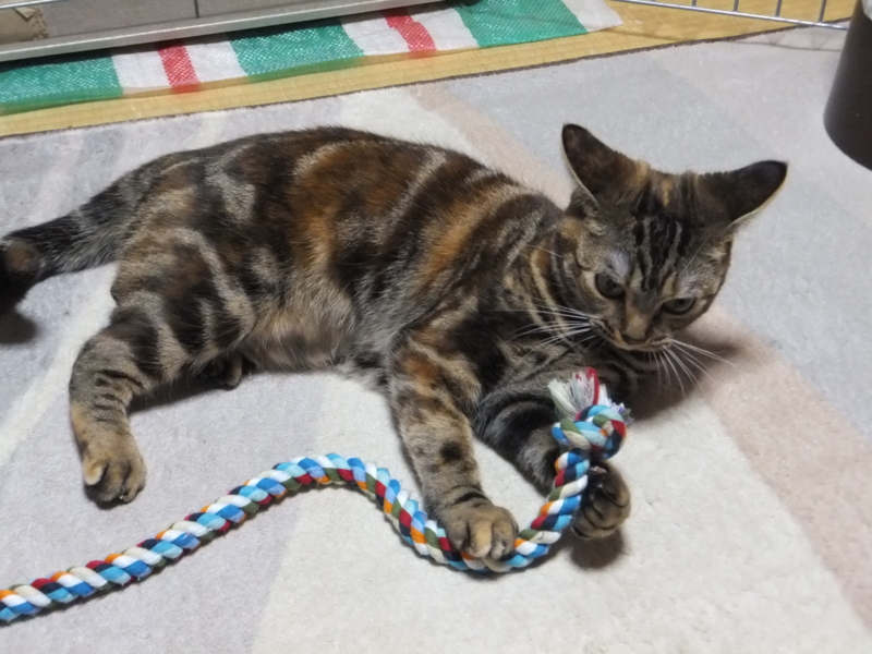 f:id:A-chi:20111115001830j:image:w360