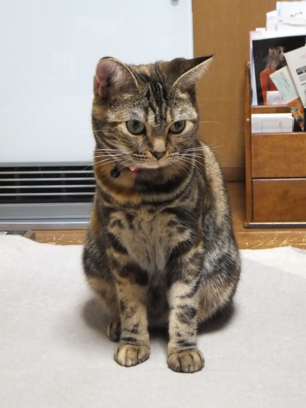 f:id:A-chi:20111121005108j:image:w360