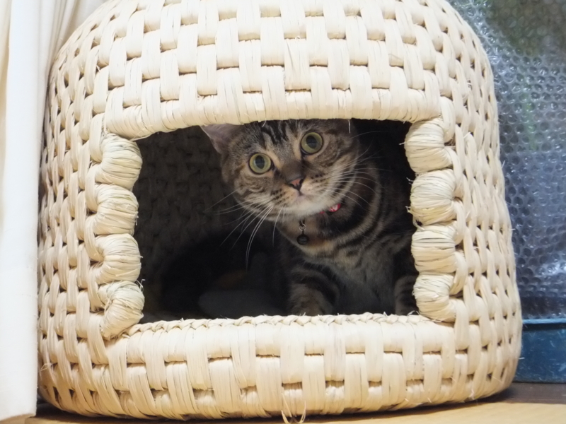 f:id:A-chi:20111124001749j:image:w360