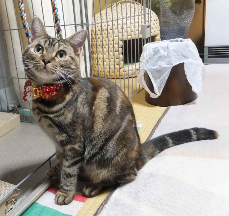 f:id:A-chi:20111126012223j:image:w360