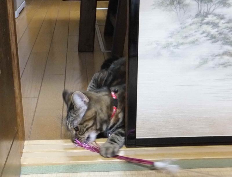 f:id:A-chi:20120305020707j:image:w360