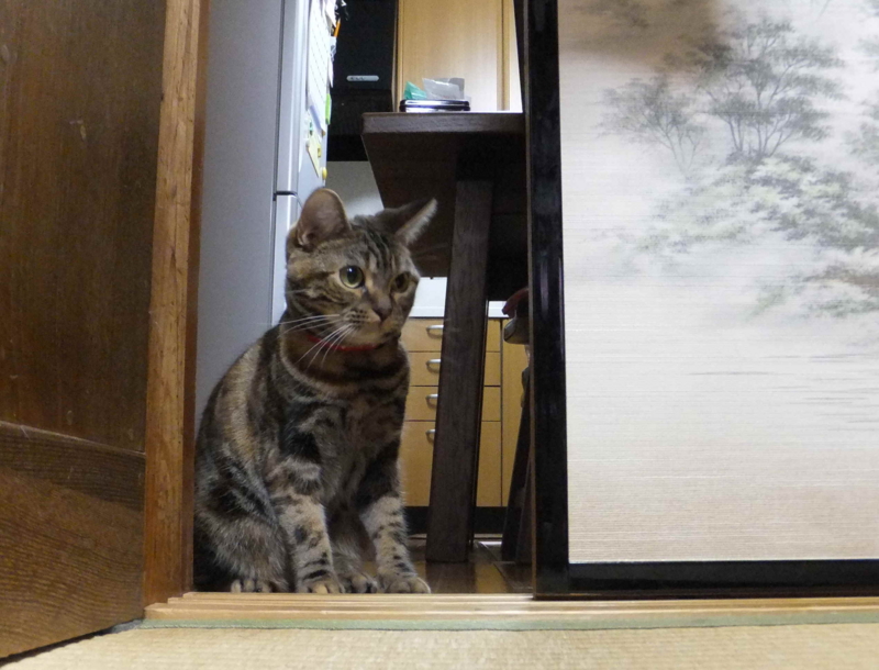 f:id:A-chi:20120305020713j:image:w360