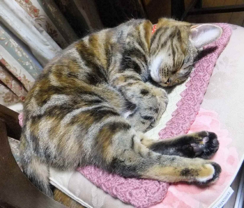 f:id:A-chi:20120903011550j:image:w360