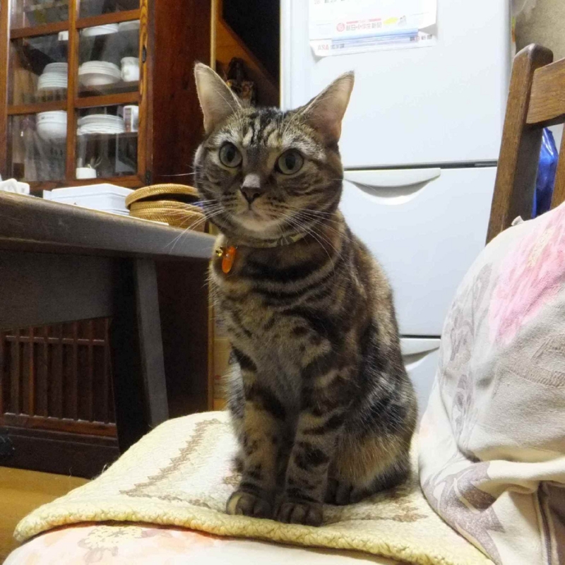 f:id:A-chi:20121012010314j:image:w360