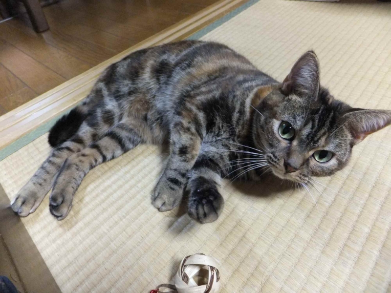 f:id:A-chi:20121016001849j:image:w360