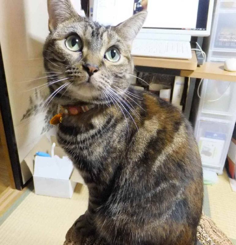 f:id:A-chi:20121019010352j:image:w360