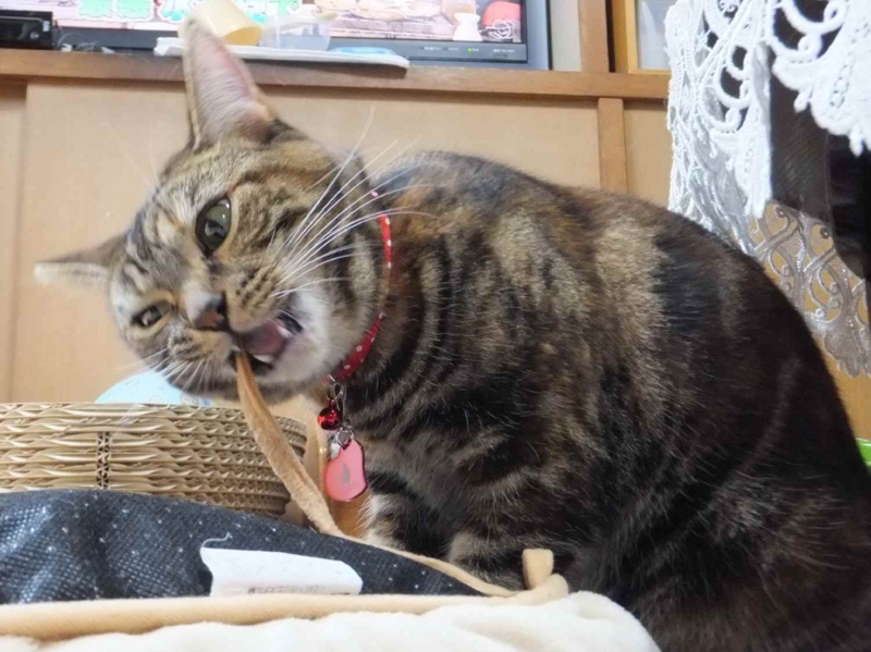 f:id:A-chi:20121030003352j:image:w360