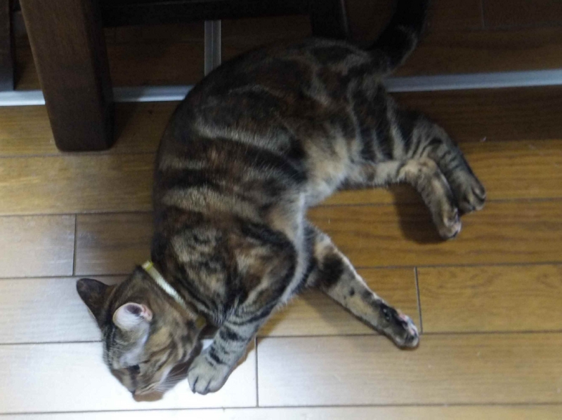 f:id:A-chi:20130112012049j:image:w360