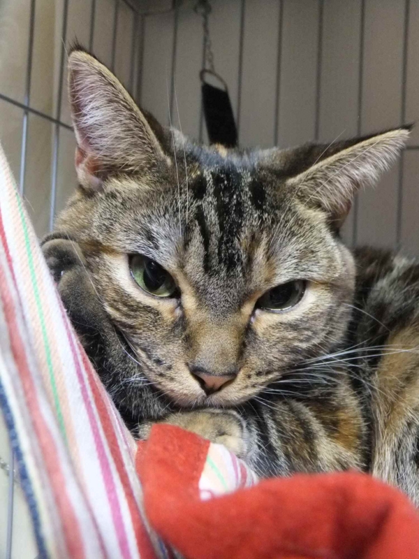 f:id:A-chi:20130123004913j:image:w360