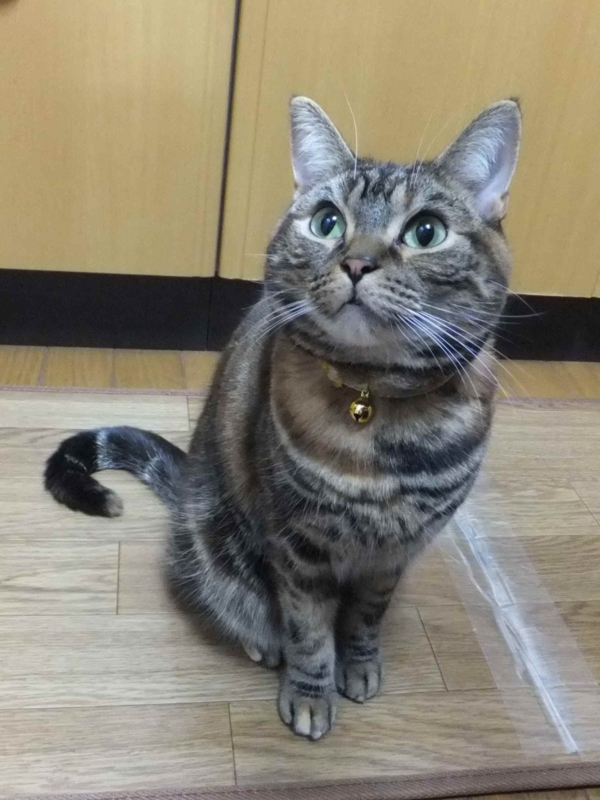 f:id:A-chi:20130131021722j:image:w360