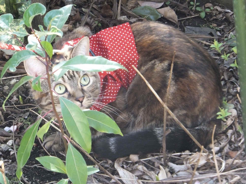 f:id:A-chi:20130317004055j:image:w360