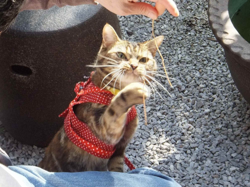 f:id:A-chi:20130317004056j:image:w360