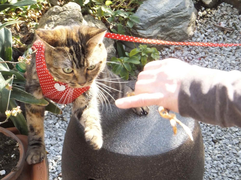 f:id:A-chi:20130317004057j:image:w360