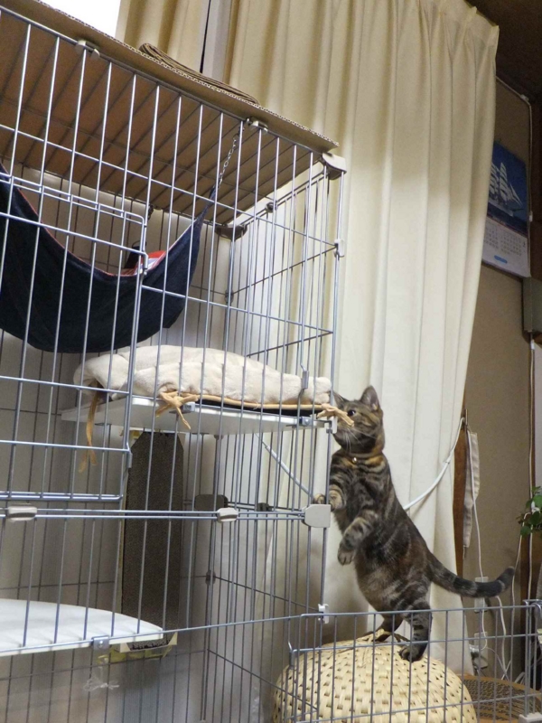 f:id:A-chi:20130411232703j:image:w360