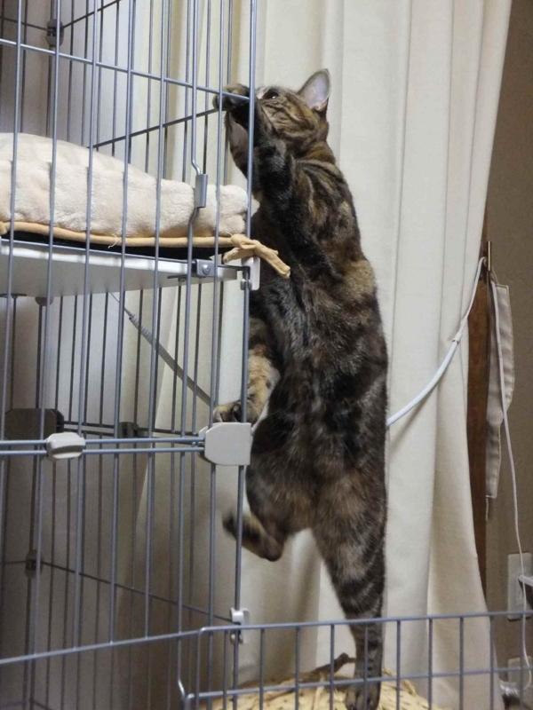 f:id:A-chi:20130411232704j:image:w360