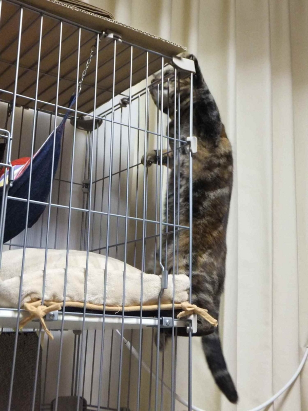 f:id:A-chi:20130411232705j:image:w360