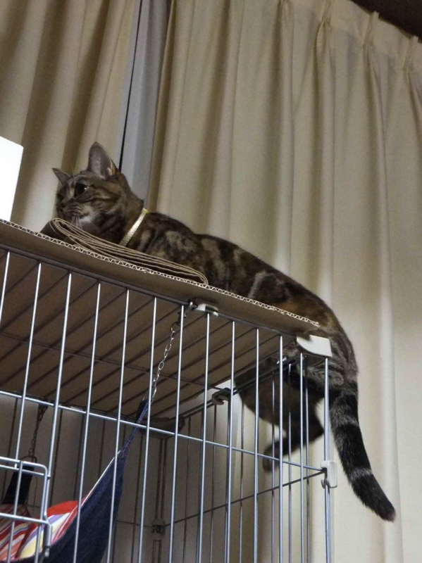 f:id:A-chi:20130411232706j:image:w360